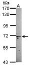Monooxygenase DBH Like 1 antibody, NBP2-19384, Novus Biologicals, Western Blot image 