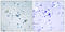 G Protein-Coupled Receptor 158 antibody, LS-C120698, Lifespan Biosciences, Immunohistochemistry paraffin image 