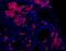 Oval Cell Marker antibody, NBP1-18981, Novus Biologicals, Immunohistochemistry paraffin image 