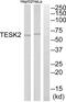 Testis Associated Actin Remodelling Kinase 2 antibody, abx015175, Abbexa, Western Blot image 