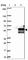 Growth Arrest Specific 7 antibody, HPA004838, Atlas Antibodies, Western Blot image 