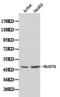 Nudix Hydrolase 6 antibody, LS-C192256, Lifespan Biosciences, Western Blot image 