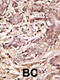 Small Ubiquitin Like Modifier 4 antibody, 56-566, ProSci, Immunofluorescence image 
