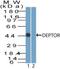 DEP Domain Containing MTOR Interacting Protein antibody, PA5-73020, Invitrogen Antibodies, Western Blot image 