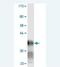 Lymphocyte Antigen 6 Family Member H antibody, H00004062-M02, Novus Biologicals, Western Blot image 