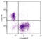 CD24 Molecule antibody, 98-692, ProSci, Western Blot image 