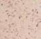 ELL-associated factor 1 antibody, FNab02608, FineTest, Immunohistochemistry paraffin image 