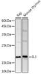 Interleukin 3 antibody, GTX32677, GeneTex, Western Blot image 