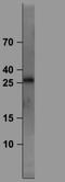 EGF Like Domain Multiple 7 antibody, NB100-57385, Novus Biologicals, Western Blot image 