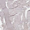 Golgi Reassembly Stacking Protein 2 antibody, AMAb91016, Atlas Antibodies, Immunohistochemistry frozen image 
