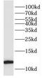 FKBP Prolyl Isomerase 1B antibody, FNab03137, FineTest, Western Blot image 