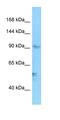 Exonuclease 1 antibody, orb331234, Biorbyt, Western Blot image 