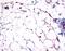 Hydroxycarboxylic Acid Receptor 3 antibody, NLS179, Novus Biologicals, Immunohistochemistry frozen image 