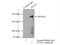 Testis Expressed 14, Intercellular Bridge Forming Factor antibody, 18351-1-AP, Proteintech Group, Immunoprecipitation image 