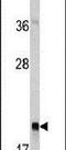 RAB13, Member RAS Oncogene Family antibody, PA5-13621, Invitrogen Antibodies, Western Blot image 