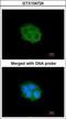 Sphingosine Kinase 1 antibody, GTX104724, GeneTex, Immunofluorescence image 