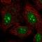 Protocadherin Alpha Subfamily C, 1 antibody, HPA052775, Atlas Antibodies, Immunofluorescence image 