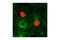 c-Myc antibody, 3756S, Cell Signaling Technology, Immunofluorescence image 