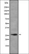 Stanniocalcin 1 antibody, orb337241, Biorbyt, Western Blot image 
