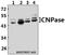 2 ,3 -cyclic-nucleotide 3 -phosphodiesterase antibody, A01017-2, Boster Biological Technology, Western Blot image 
