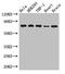 Fas Associated Factor 1 antibody, CSB-PA892359LA01HU, Cusabio, Western Blot image 