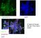 PHD Finger Protein 19 antibody, 11895-1-AP, Proteintech Group, Immunofluorescence image 