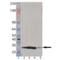 Proteasome Subunit Alpha 2 antibody, BML-PW8105-0025, Enzo Life Sciences, Western Blot image 