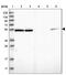 Nucleosome Assembly Protein 1 Like 1 antibody, PA5-55993, Invitrogen Antibodies, Western Blot image 