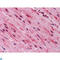 GATA Binding Protein 3 antibody, LS-C812617, Lifespan Biosciences, Immunohistochemistry paraffin image 