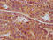 Synaptic Vesicle Glycoprotein 2C antibody, LS-C681493, Lifespan Biosciences, Immunohistochemistry paraffin image 