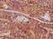 Synaptic vesicle glycoprotein 2C antibody, LS-C681493, Lifespan Biosciences, Immunohistochemistry paraffin image 