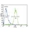 RAS Guanyl Releasing Protein 1 antibody, abx032642, Abbexa, Flow Cytometry image 