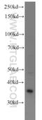 Mitogen-Activated Protein Kinase Kinase 3 antibody, 13898-1-AP, Proteintech Group, Western Blot image 