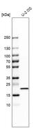 Interleukin-18 antibody, HPA003980, Atlas Antibodies, Western Blot image 