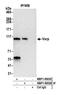 Ankyrin Repeat Domain 27 antibody, NBP1-50029, Novus Biologicals, Western Blot image 