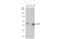 MLLT3 Super Elongation Complex Subunit antibody, GTX102835, GeneTex, Western Blot image 