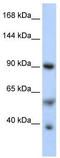 PGC-1-alpha antibody, TA329311, Origene, Western Blot image 