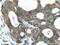 TBC1 Domain Family Member 17 antibody, 20482-1-AP, Proteintech Group, Immunohistochemistry frozen image 