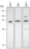 Annexin A11 antibody, AF3927, R&D Systems, Western Blot image 