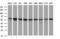 Fibrinogen Gamma Chain antibody, M00790-2, Boster Biological Technology, Western Blot image 