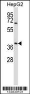 Alpha-1-Microglobulin/Bikunin Precursor antibody, 57-253, ProSci, Western Blot image 