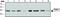 Protein Arginine Methyltransferase 1 antibody, NB120-12189, Novus Biologicals, Western Blot image 