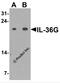 Interleukin 36 Gamma antibody, 7509, ProSci, Western Blot image 