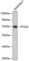 COX2 antibody, 14-638, ProSci, Western Blot image 