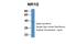 Nuclear Receptor Subfamily 1 Group I Member 2 antibody, 25-312, ProSci, Western Blot image 