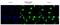 STAT3 antibody, GTX15789, GeneTex, Immunofluorescence image 