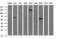 Rap Guanine Nucleotide Exchange Factor 1 antibody, LS-C788328, Lifespan Biosciences, Western Blot image 