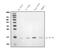 Interleukin 9 antibody, M02925, Boster Biological Technology, Western Blot image 