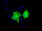 Adenylate Kinase 5 antibody, TA501652, Origene, Immunofluorescence image 