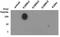 Histone Cluster 2 H3 Family Member D antibody, NB21-1141, Novus Biologicals, Dot Blot image 